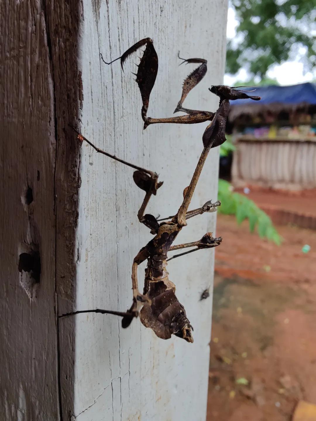 集中营六记,集中营逃亡7年