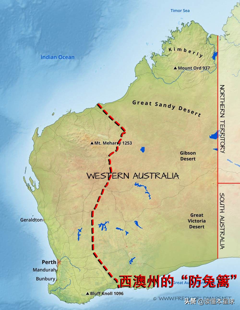 澳大利亚为什么不能拿猞狸灭兔,兔子入侵澳大利亚怎么解决