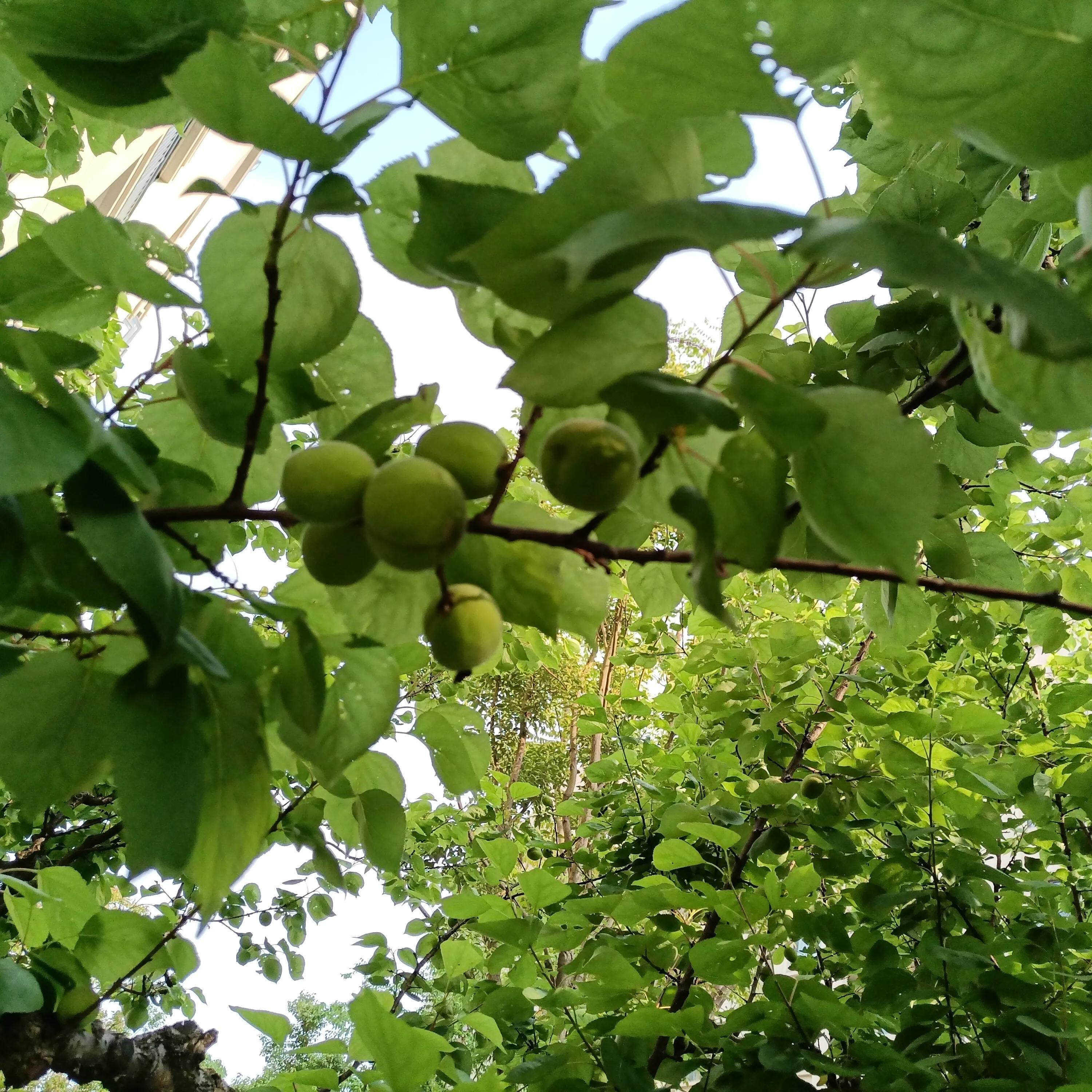 教育不生病，让语文教学从多媒体海用，走向一书一粉笔的教学123
