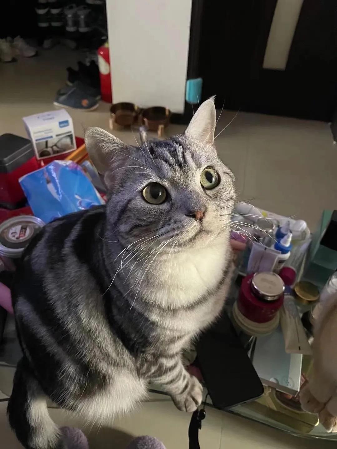 终于养了一个小宠物,你们养的小宠物最后都怎么样了