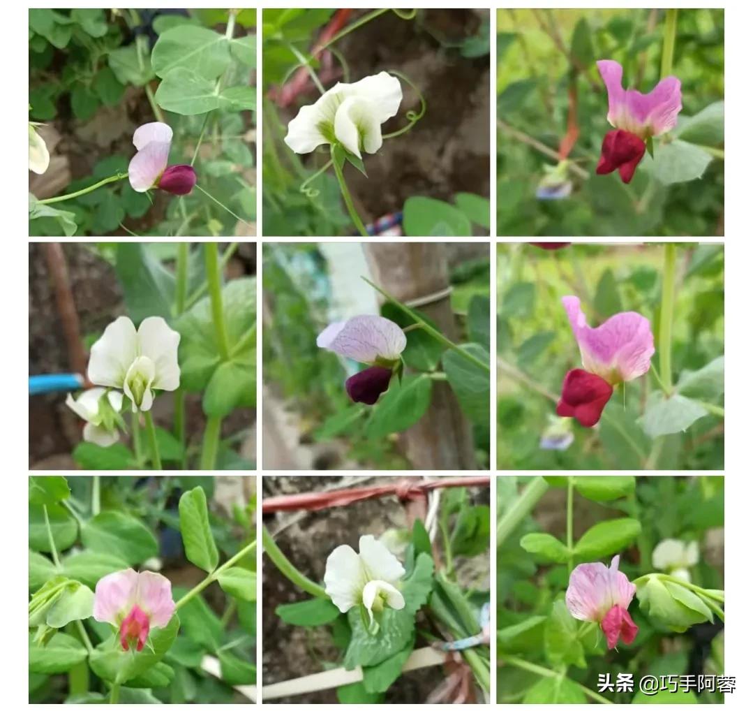 作品为什么没人关注没人点赞,为什么我的作品没流量没点赞评论