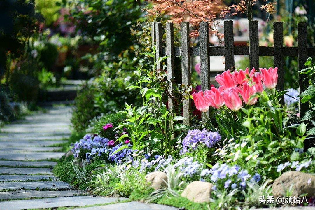 盘点今年河马花园里最美的几款郁金香|园丁