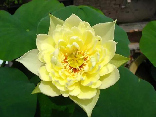 莲花图片大全唯美禅意心境,唯美莲花意境图片静心