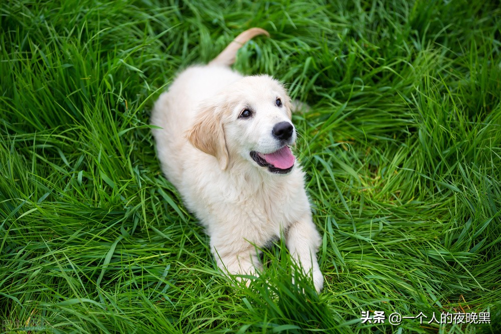 狗狗突然反常是怎么回事,狗狗突然变得很反常