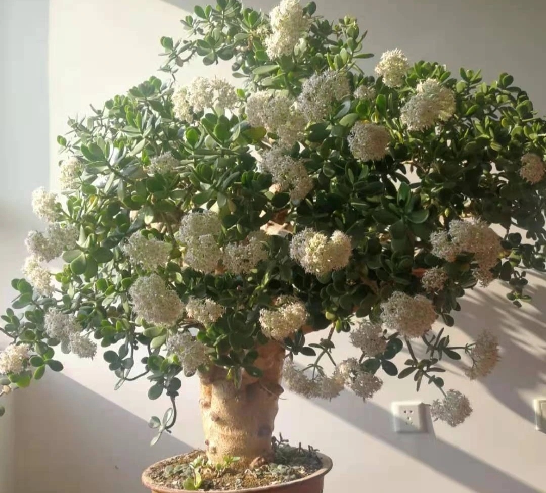 走霉运养什么花旺财运呢,养什么花好运气又旺财