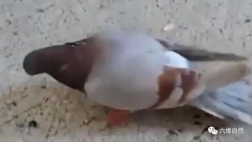 英国出现“僵尸”鸽子,英国出现僵尸鸽子人类会感染吗