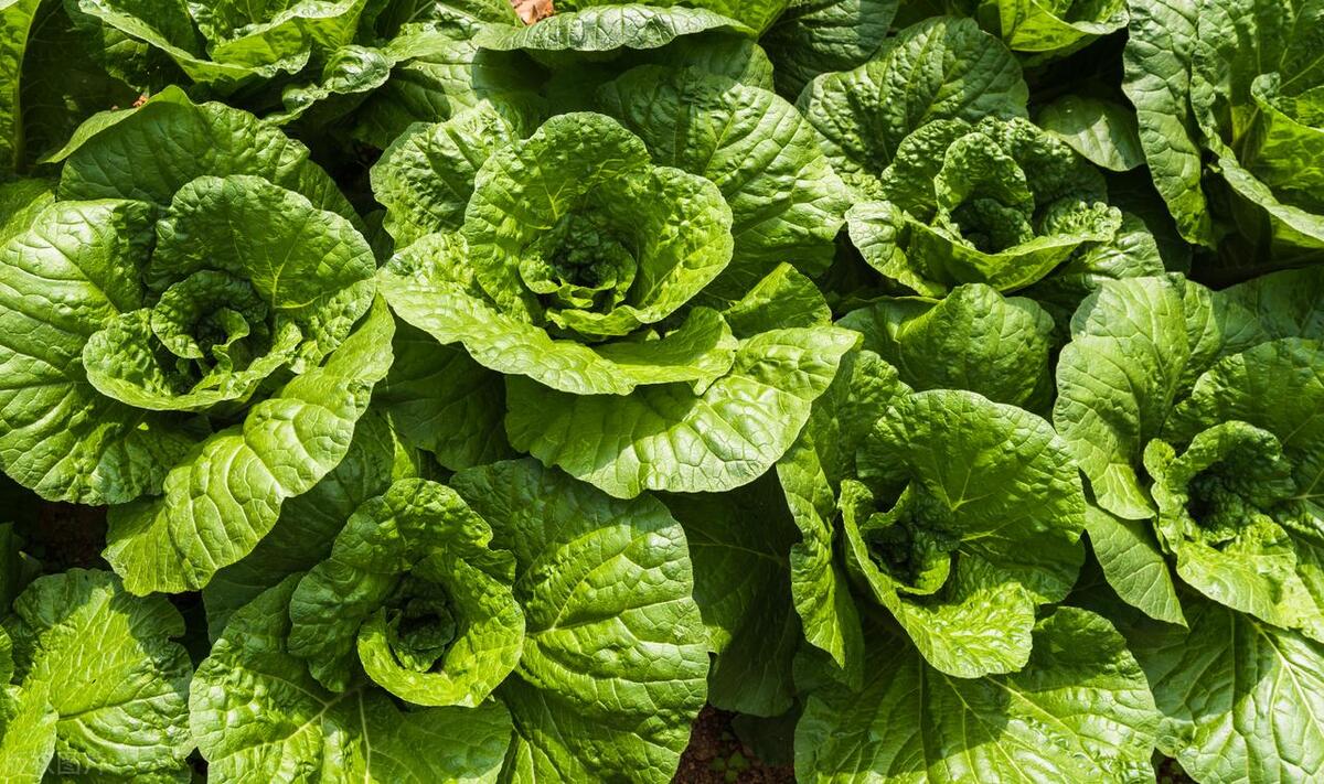 青菜种植管理及病虫害防治,青菜种植秘诀