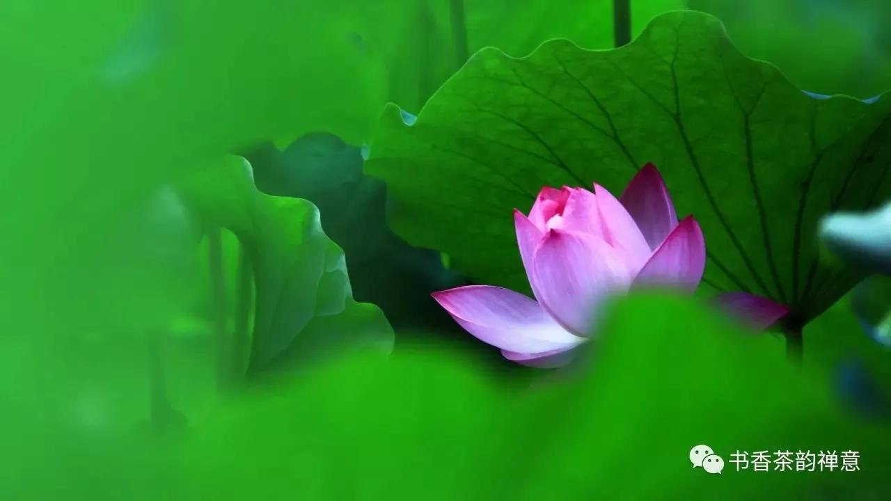 雨天喝茶去哪里,雨天周末喝茶