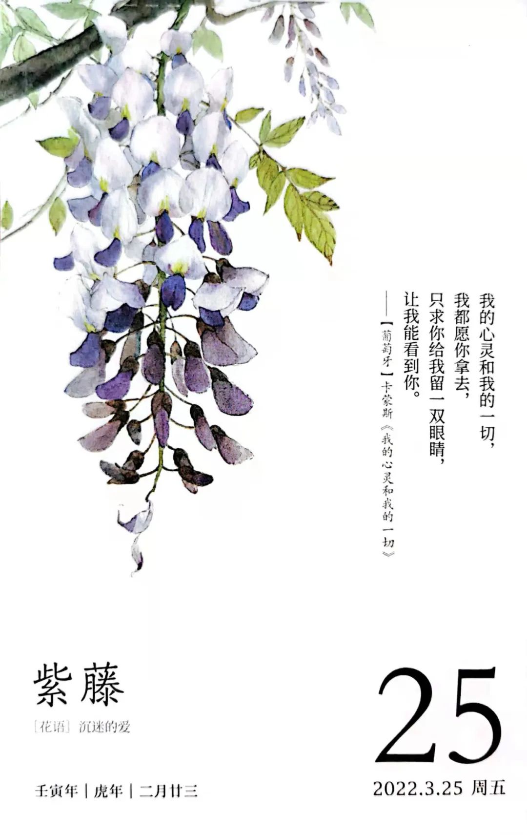 紫藤花，一锅炖不下的豆科，也有浪漫的一帘幽梦｜花名册No.00079