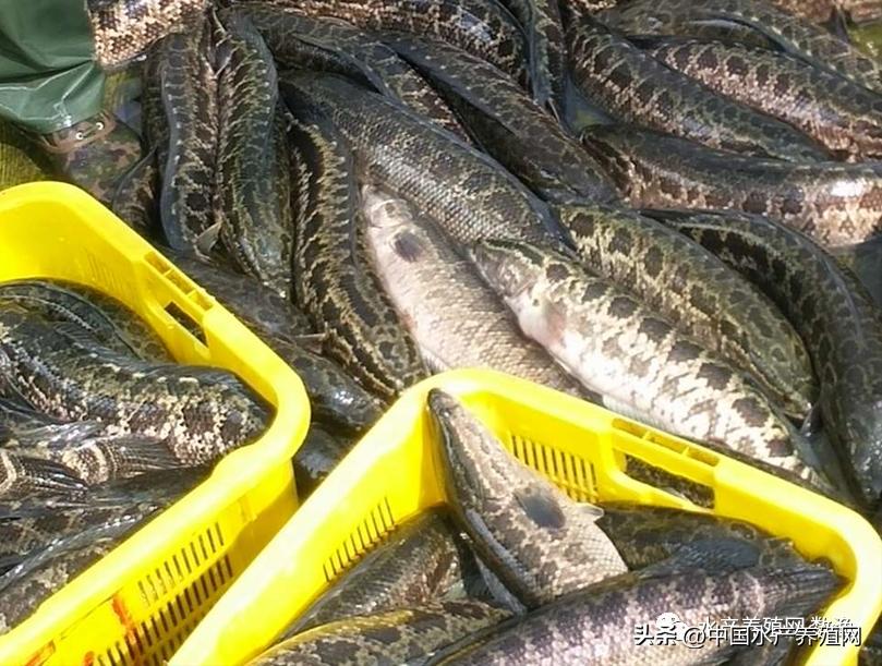 <html>
<head><title>502BadGateway</title></head>
<body>
<center><h1>502BadGateway</h1></center>
<hr><center>nginx</center>
</body>
</html>
<!--apaddingtodisableMSIEandChromefriendlyerrorpage-->
<!--apaddingtodisableMSIEandChromefriendlyerrorpage-->
<!--apaddingtodisableMSIEandChromefriendlyerrorpage-->
<!--apaddingtodisableMSIEandChromefriendlyerrorpage-->
<!--apaddingtodisableMSIEandChromefriendlyerrorpage-->
<!--apaddingtodisableMSIEandChromefriendlyerrorpage-->
