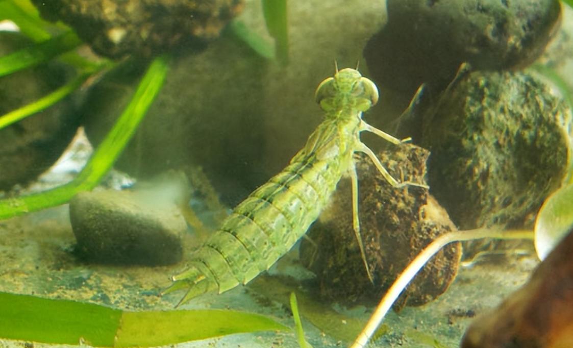 人类的舌头是怎么进化的,为什么人类最强的肌肉是舌头