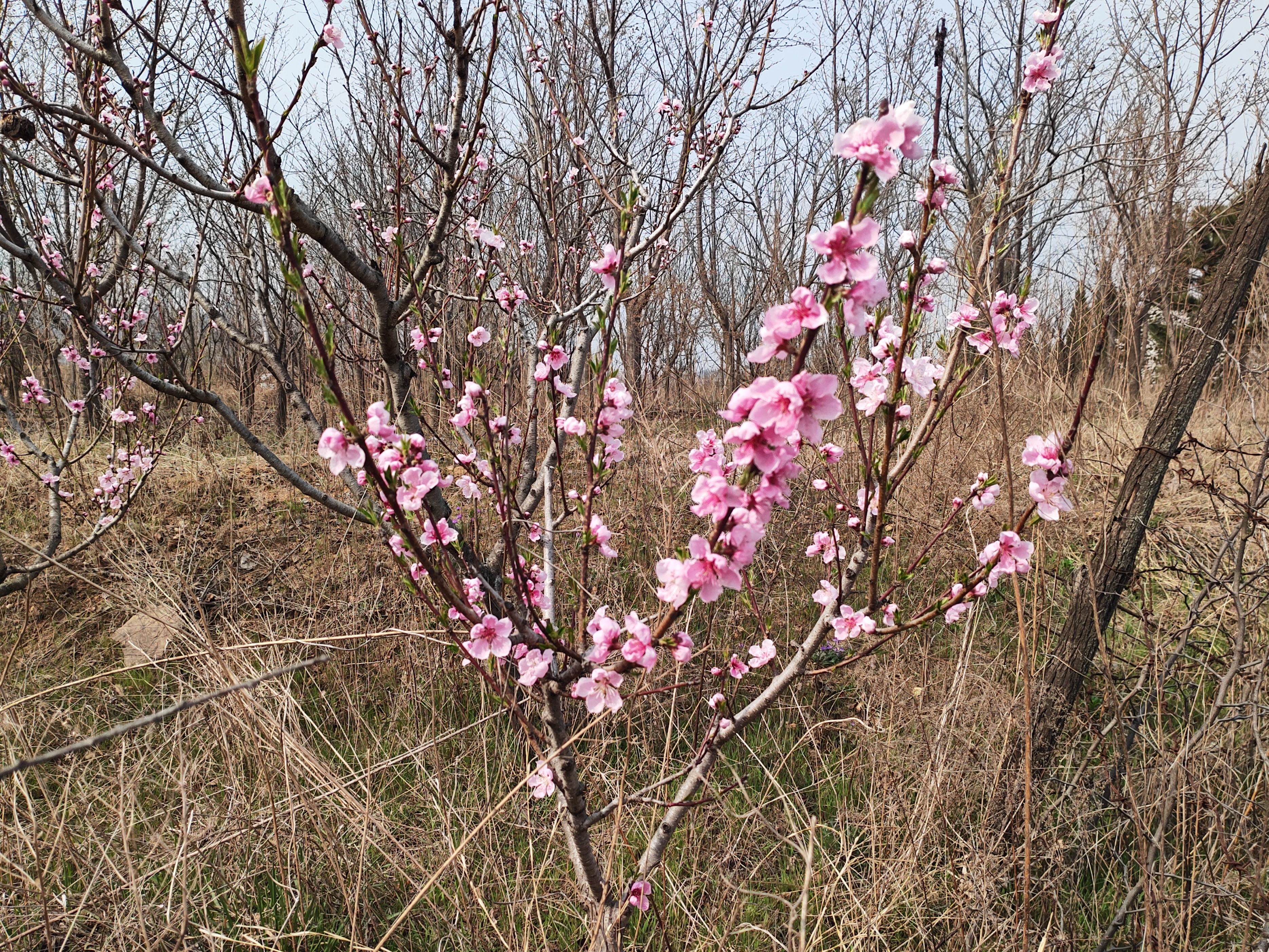 杏花桃花梨花荷花的诗有哪些,关于描写桃花杏花的唯美诗句