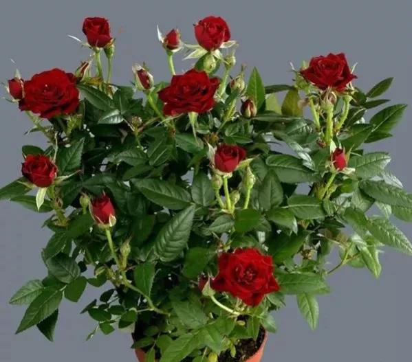 常见切花月季一览（45）