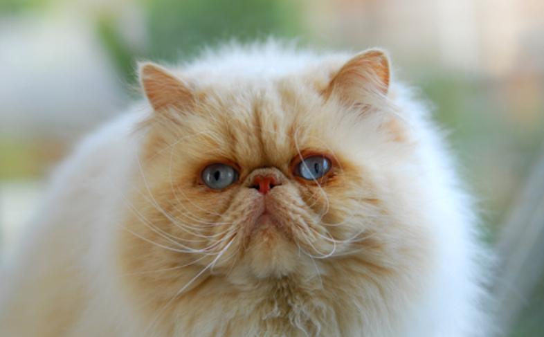 铲屎官猫的反应,猫咪脓性眼屎是什么样的