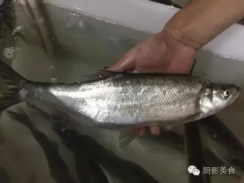 鱼类食材大全名称图片,鱼类菜谱大全100种