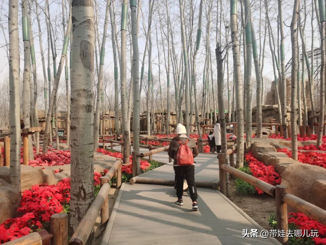 一天玩遍北京野生动物园,包场去鸟巢