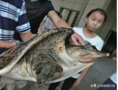 佛罗里达鳖会泛滥成灾吗,佛罗里达鳖在我国多省出现