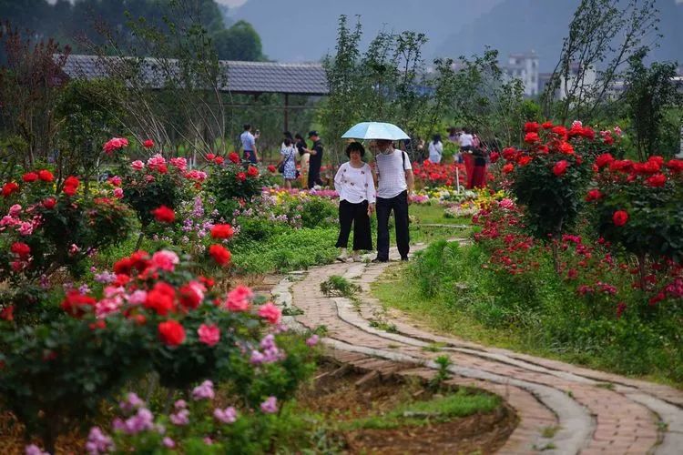 广西旅游攻略天洞,广西旅游攻略大明山