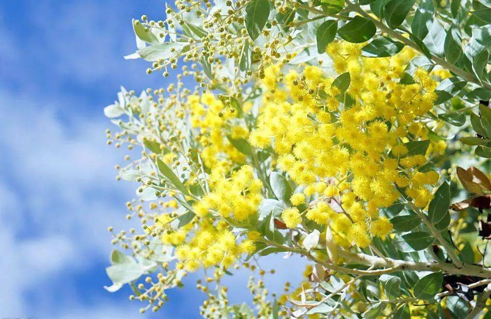 三月花事Vol.2|那些属于女神们的花