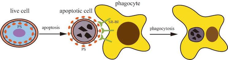 4000万精子“赛跑”，只有一颗胜出，失败的最后都去哪了？