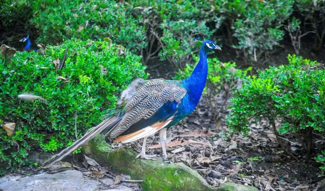 绔崍鑺傛祹鍗楁帹鑽愭父鐜╃殑鍦版柟,娴庡崡绾㈠彾璋风鍗堝ソ鐜╁悧
