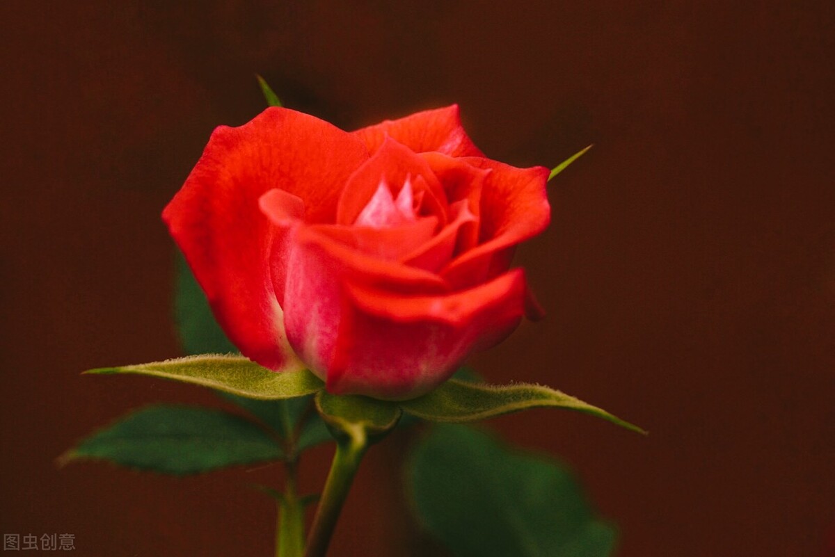 心里是你眼里是你梦里是你句子,心里是你梦里是你手势舞