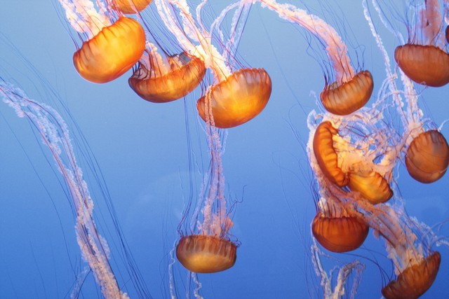 帕劳是一个什么样子的国家,帕劳这个国家怎么样了