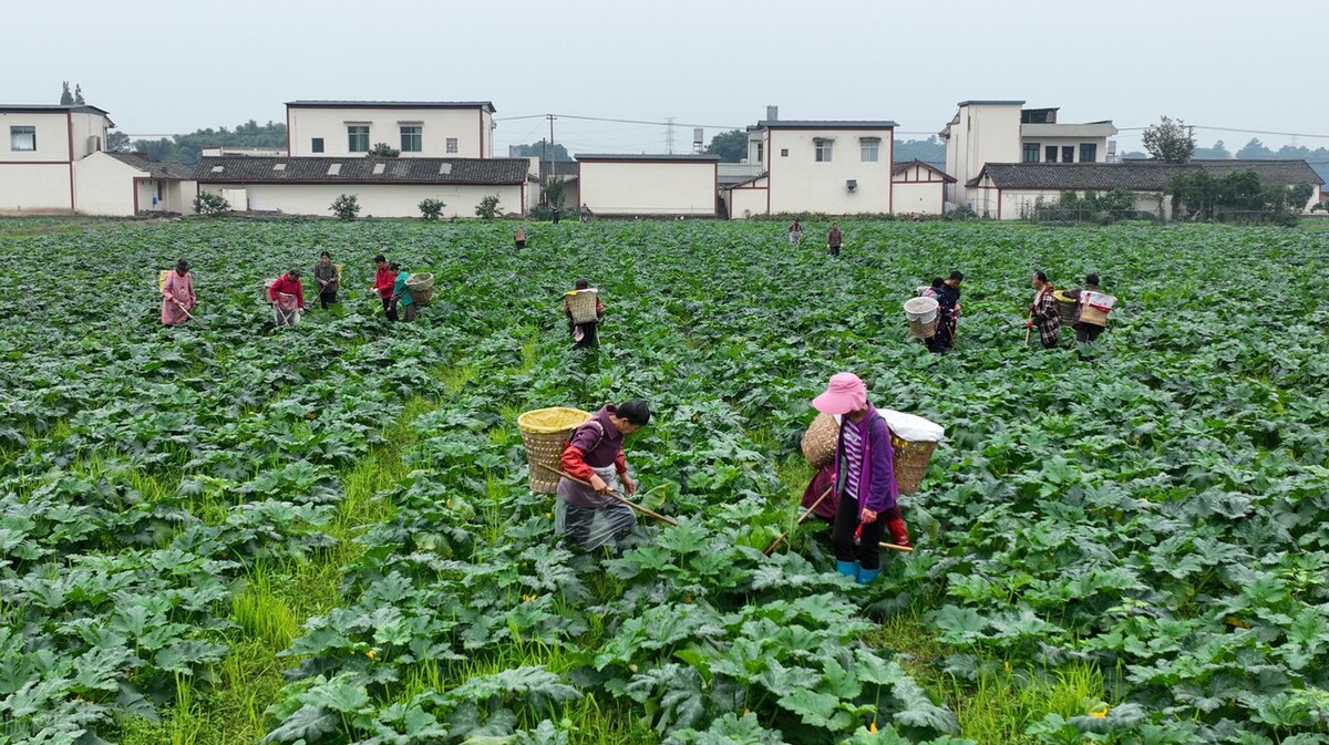 各板块龙头个股,中国a股各行业龙头大全
