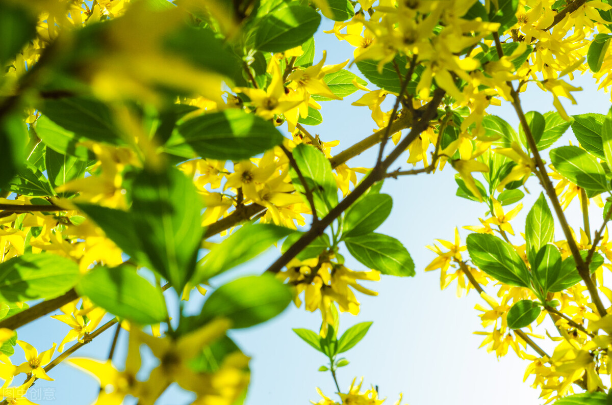 春三首-建彪-开平朗诵