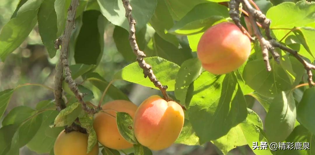 致富路上瓜果飘香,鹿泉丰收