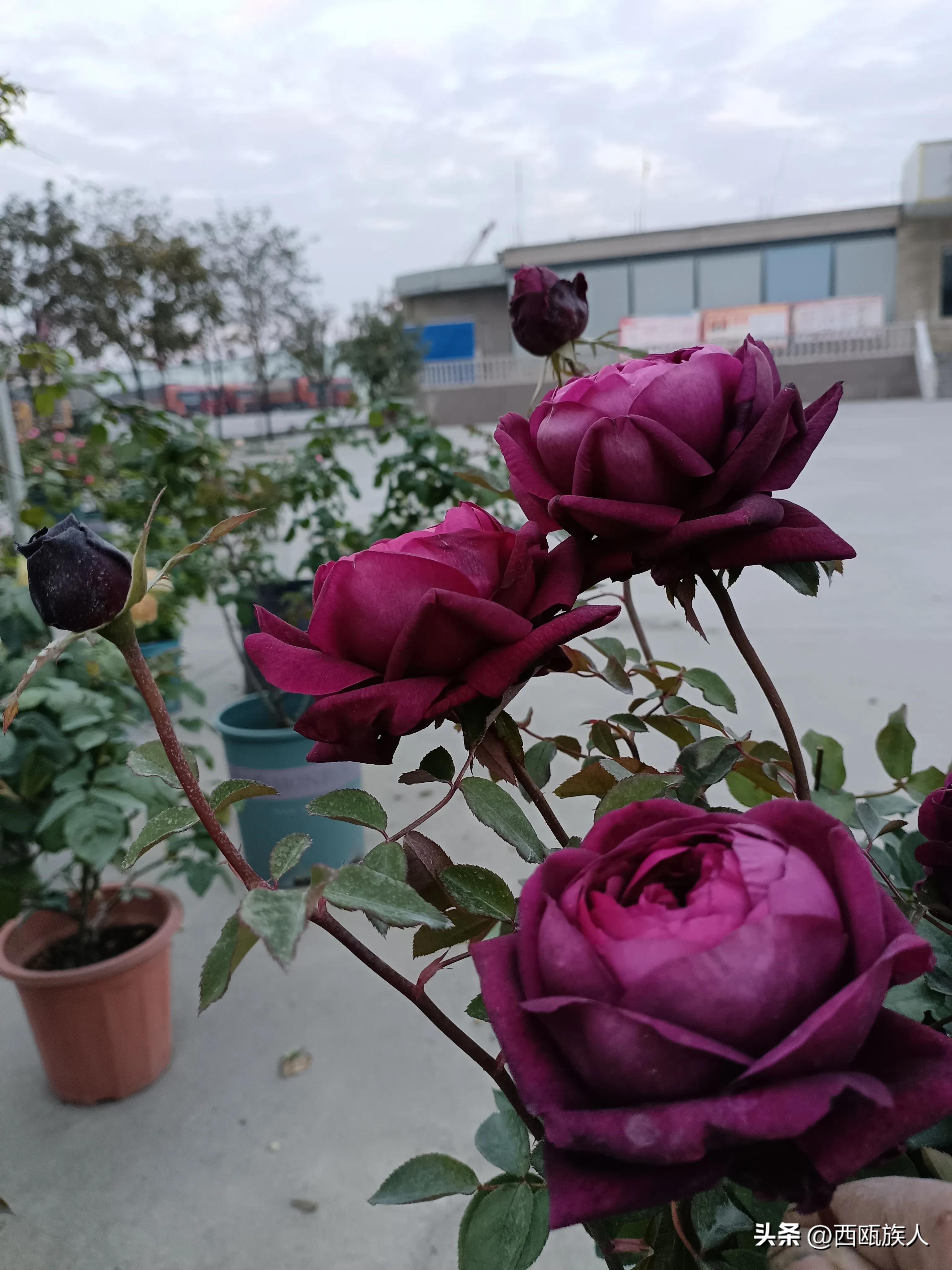 深红色月季城堡,神秘月季花