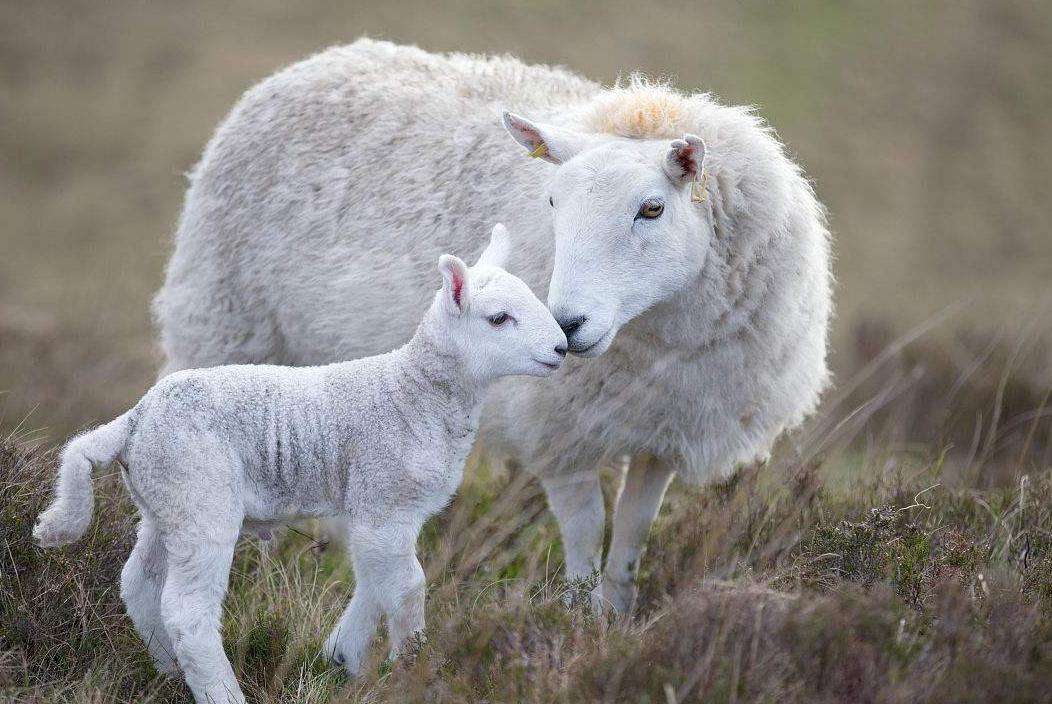 母羊产后不喂羊崽怎么处理,母羊产后不吃东西奶还发紫怎么办