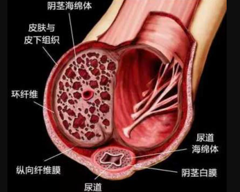 人类的生殖骨为什么退化了,人类没有尾椎骨会怎样