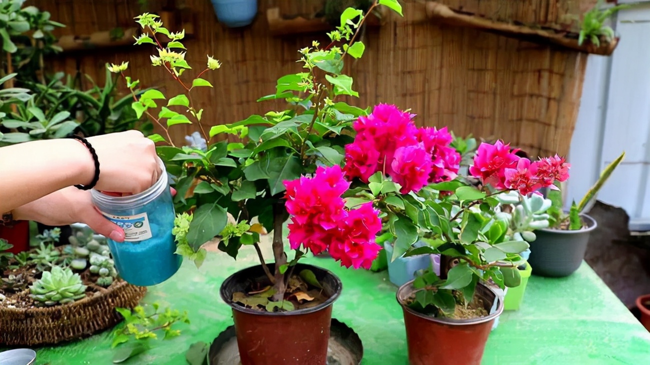 促花用花多多好还是磷酸二氢钾好,磷酸二氢钾正确的促花方法