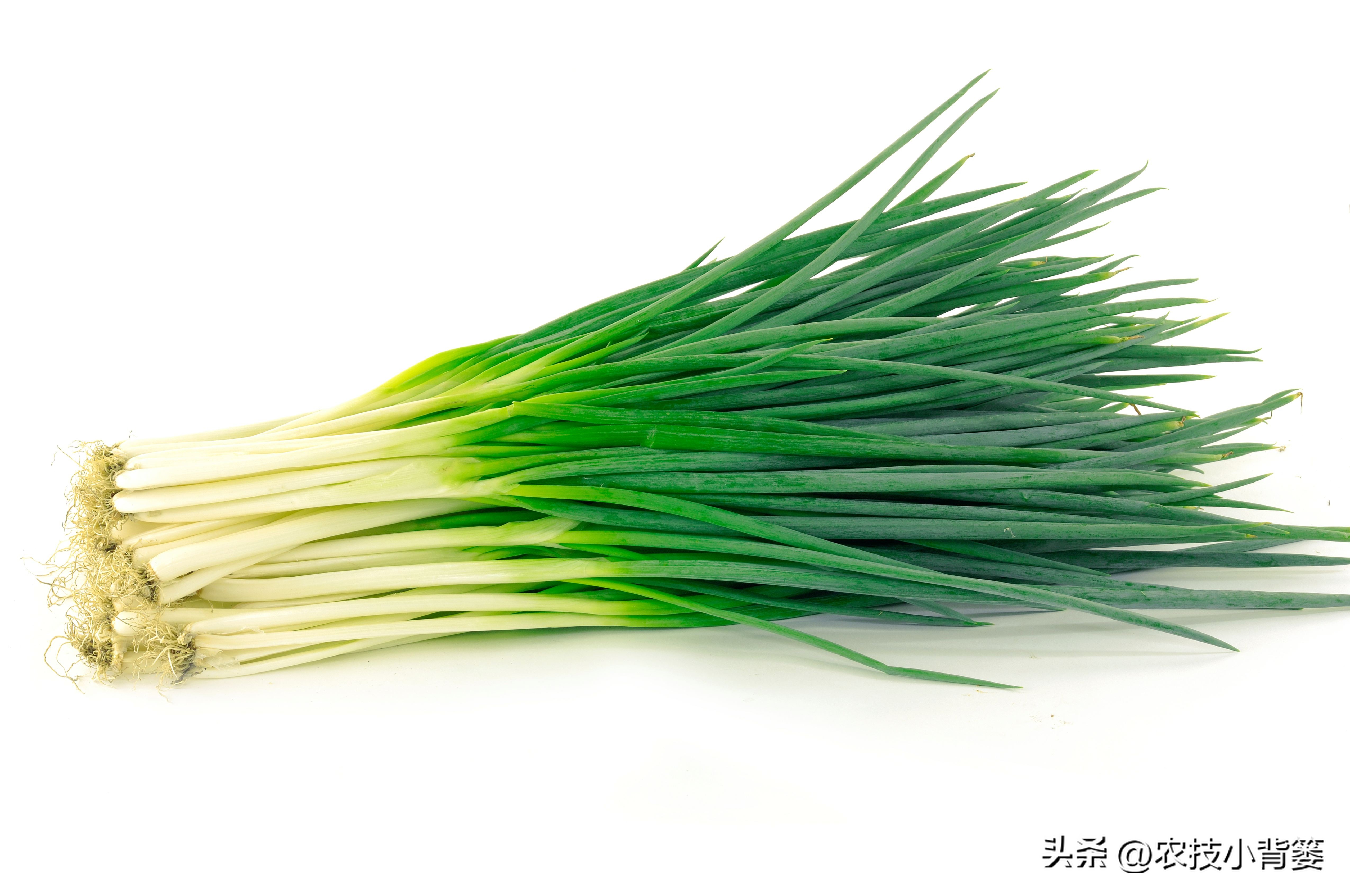 小香葱的种植方法与时间,小香葱播种多久可以采收