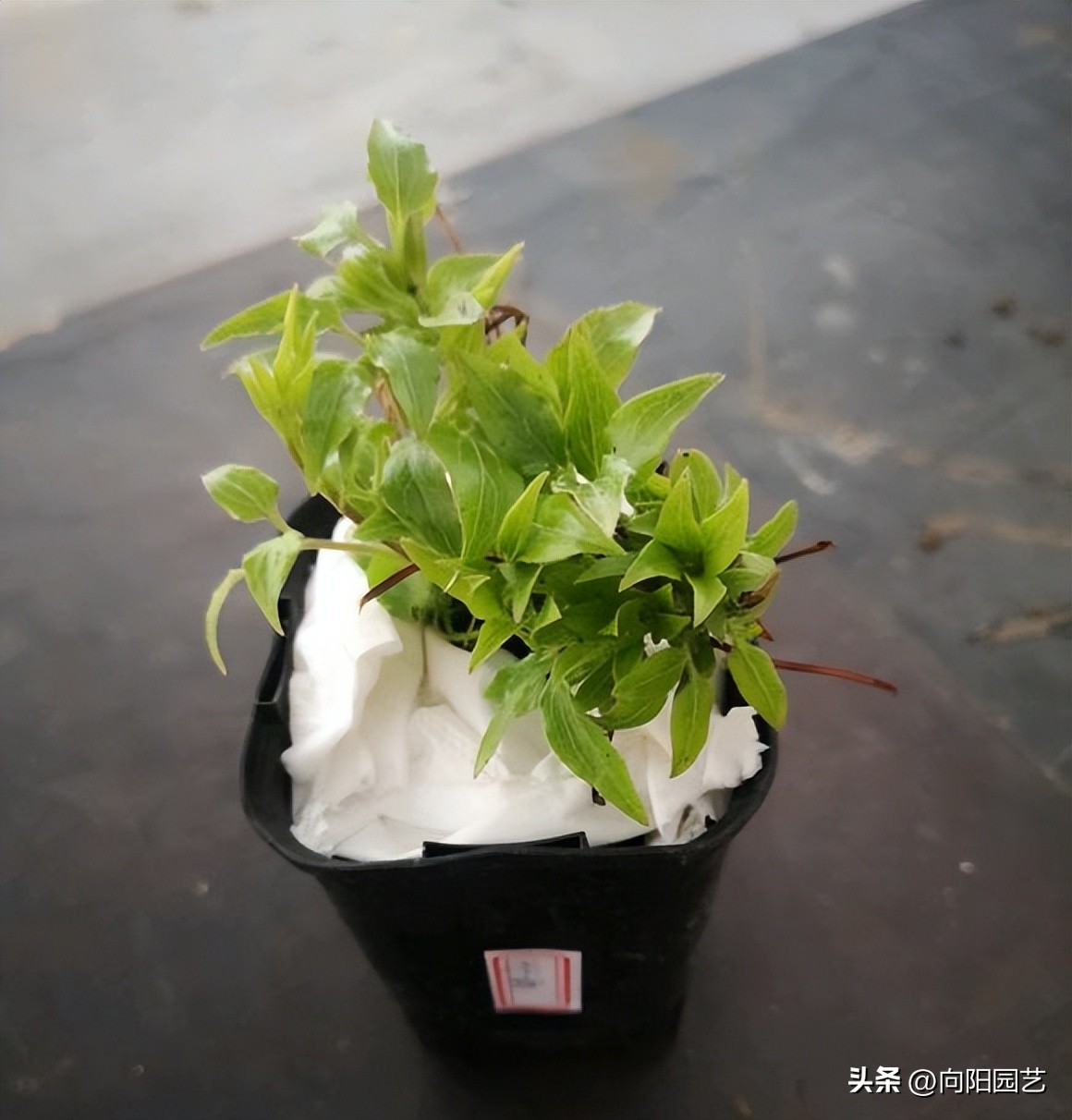 怎么才能买到品种好的铁线莲,包邮区适合种的铁线莲品种