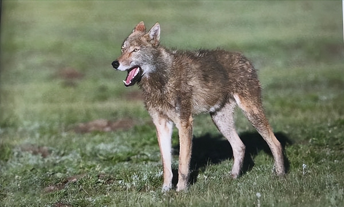 成都画家在草原写生收养狼的故事,成都女青年画家意外收养一只幼狼