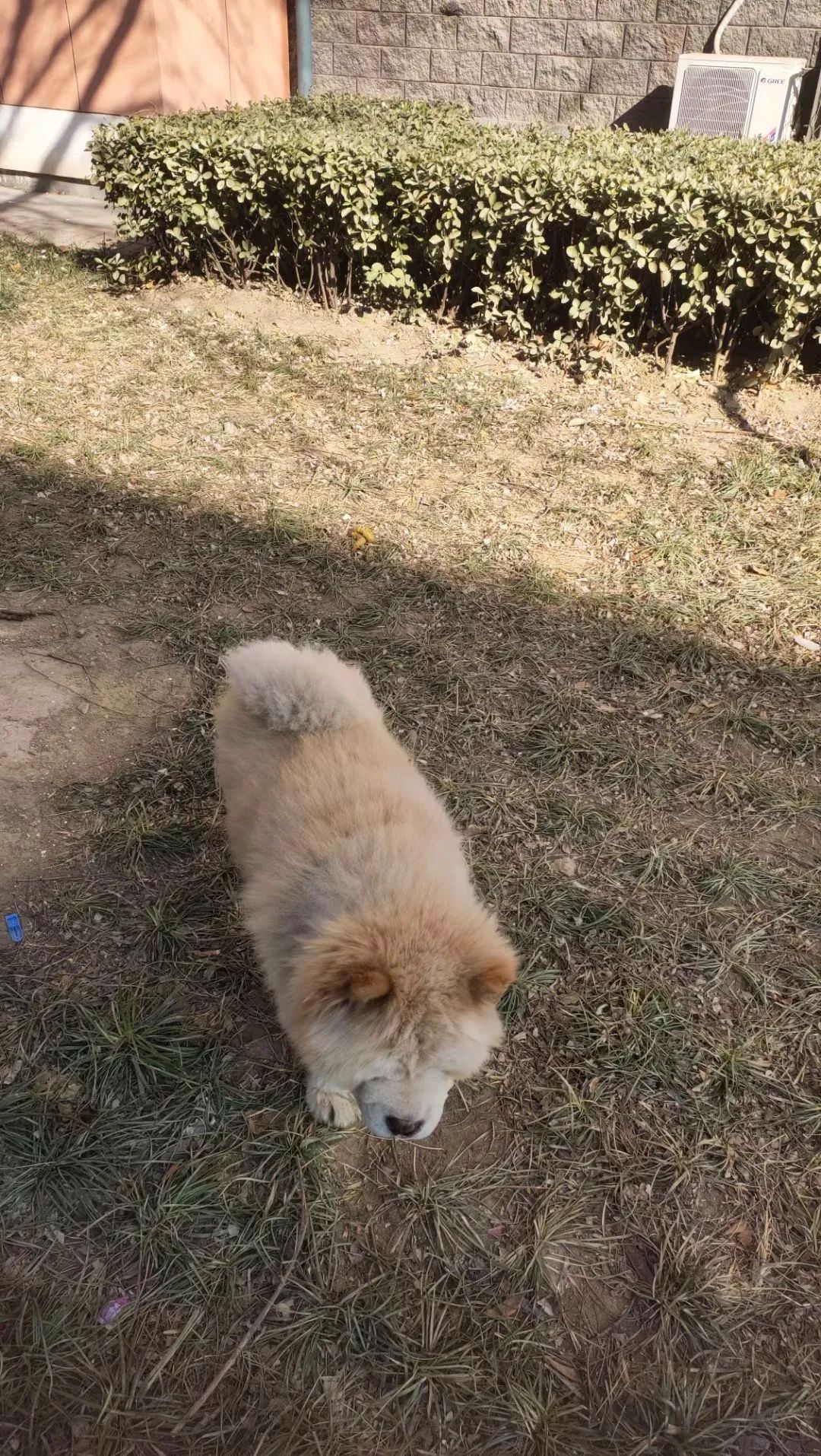 老妈给狗申请微信号,拉进家族群,每天更新朋友圈…可看完我却哭了