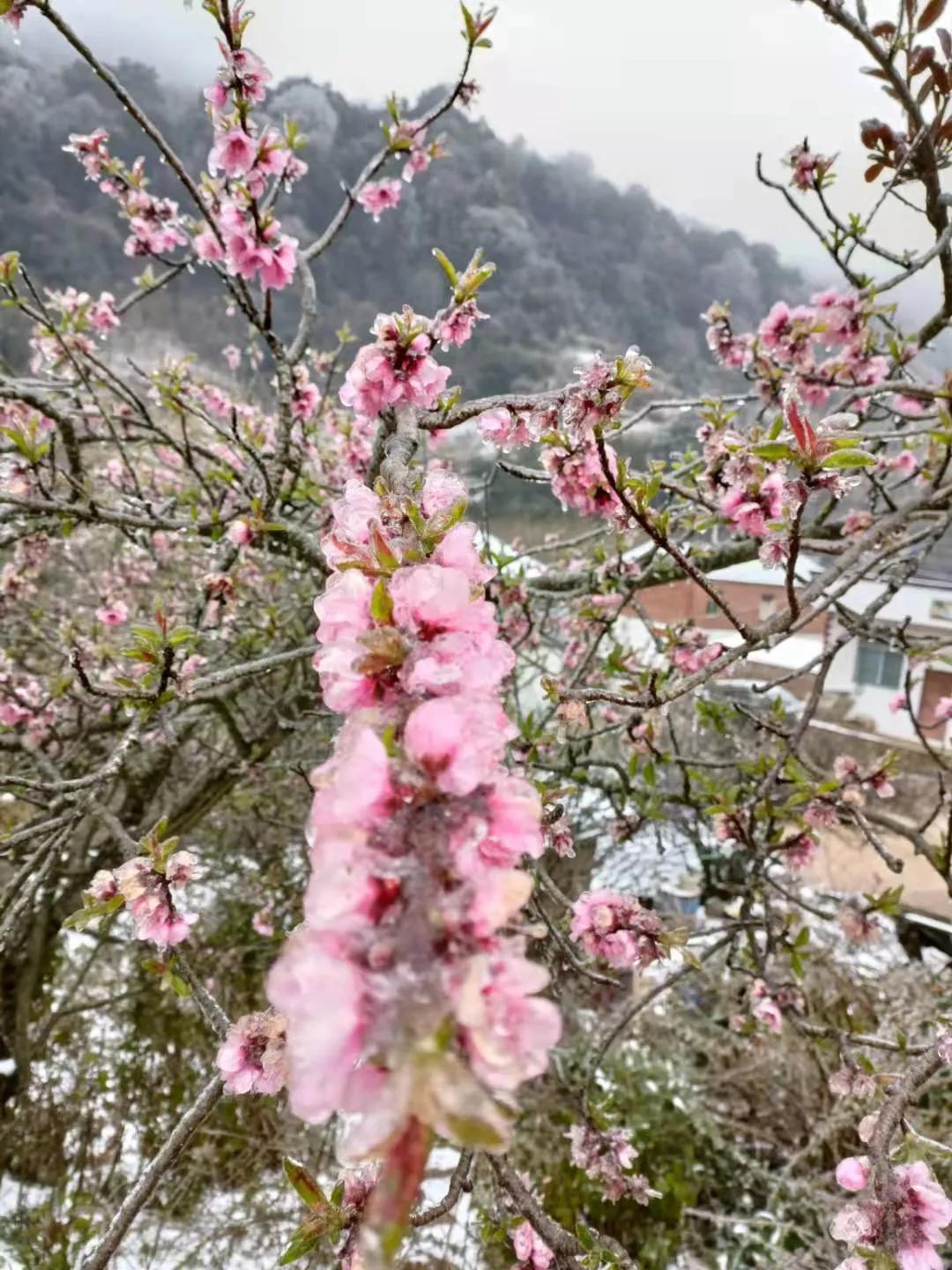 云南开远市下雪吗,开远多少年没下雪了
