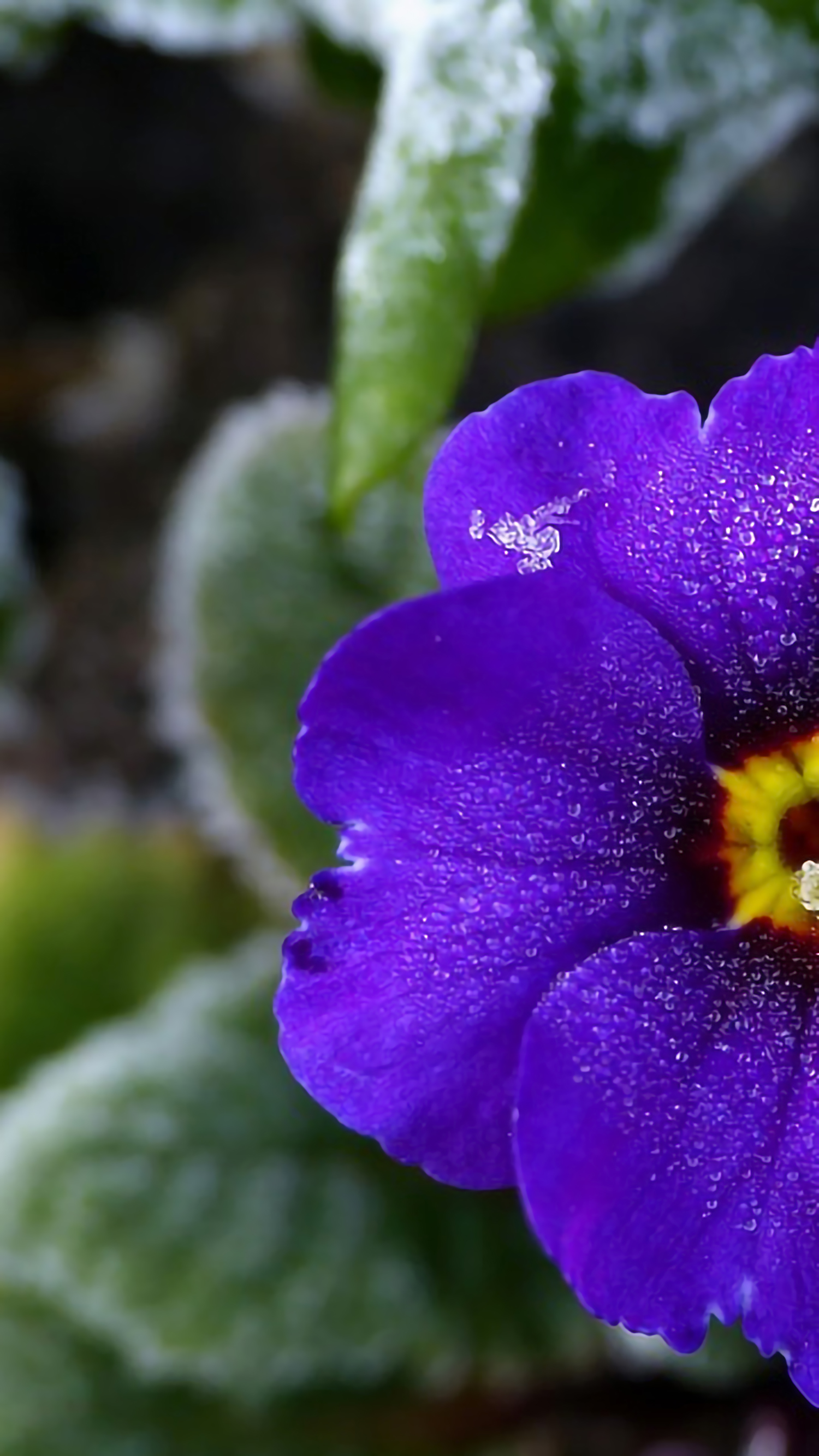 好看的手机桌面壁纸和锁屏壁纸,总有一张壁纸适合你手机屏保精选