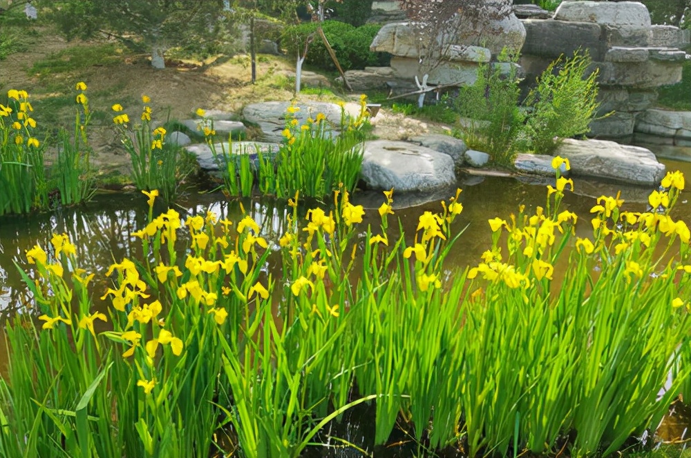 20种大毒花你家里养了吗,4种大毒花家里经常养