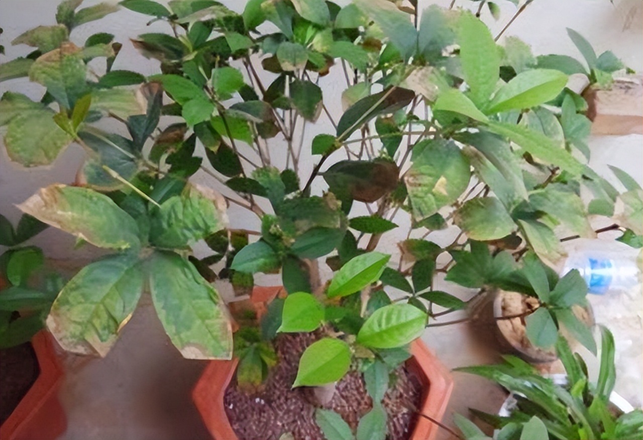 木本植物叶子枯萎发干脱落,盆栽植物掉叶子是什么原因
