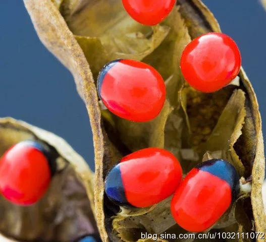 风情三亚之六：兴隆热带植物园