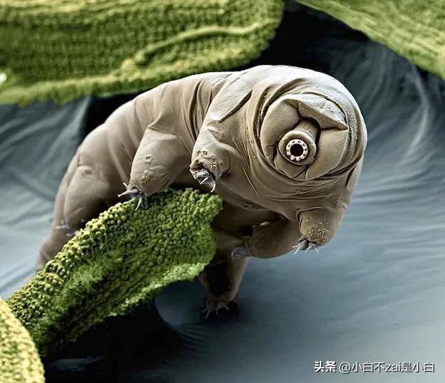 显微镜观察昆虫脸视频,昆虫在显微镜下的真正面目