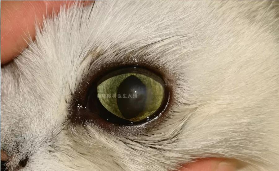 猫咪角膜腐骨保守治疗过程,猫角膜腐骨如果不处理会怎样