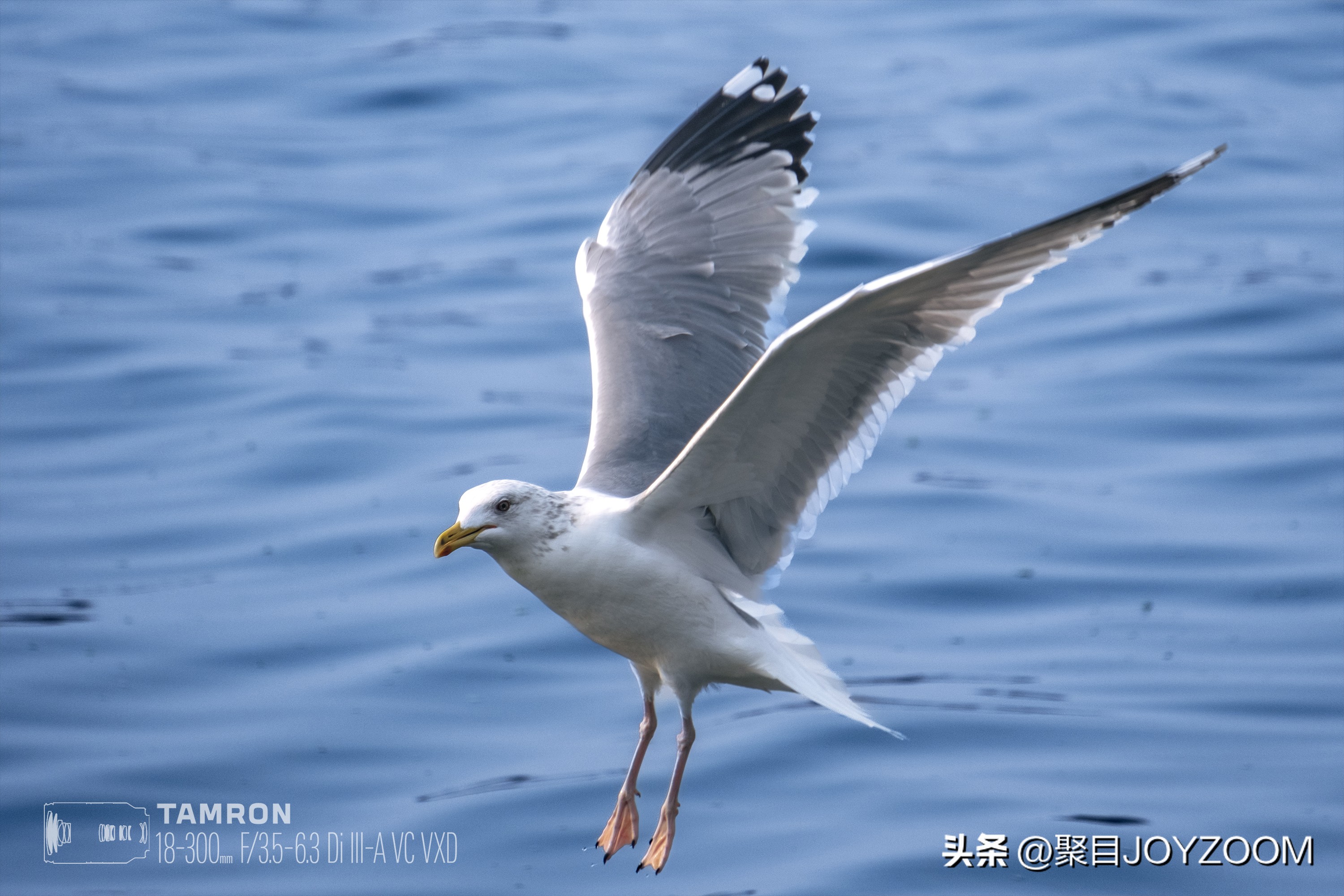 做道单选题：腾龙18-300mmf/3.5-6.3DiIII-AVCVXD镜头使用分享