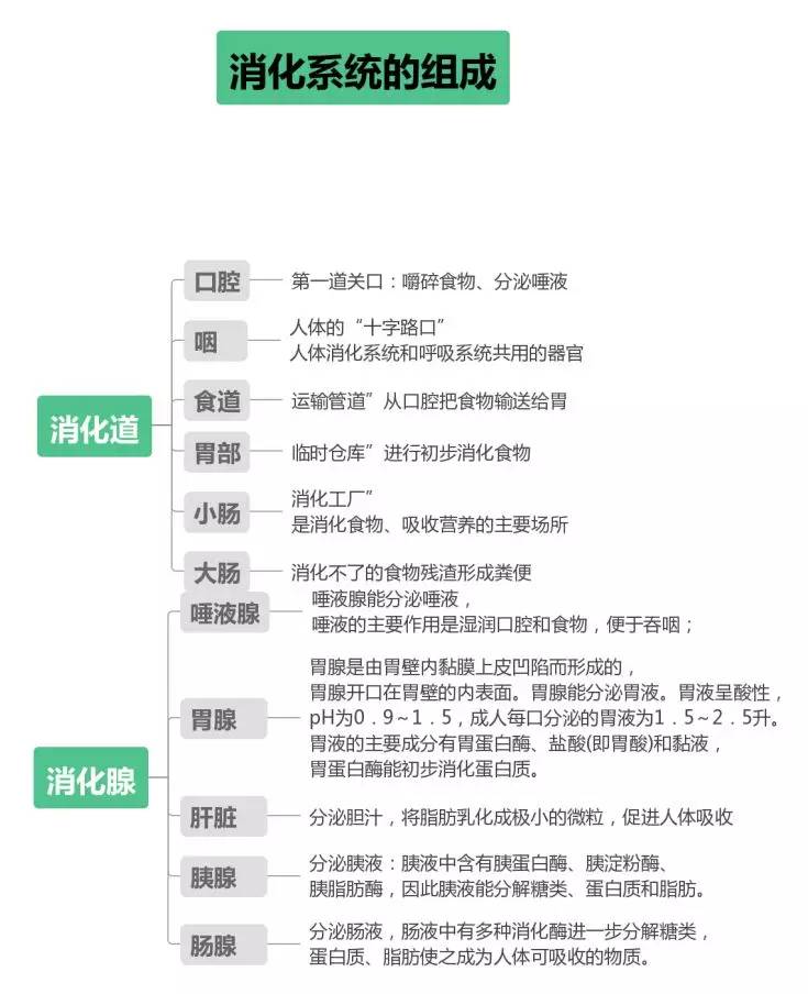 人体食物消化整个过程图,食物在体内的消化过程真实视频