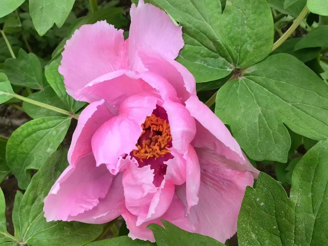 小众公园北京,北京欧式小众公园