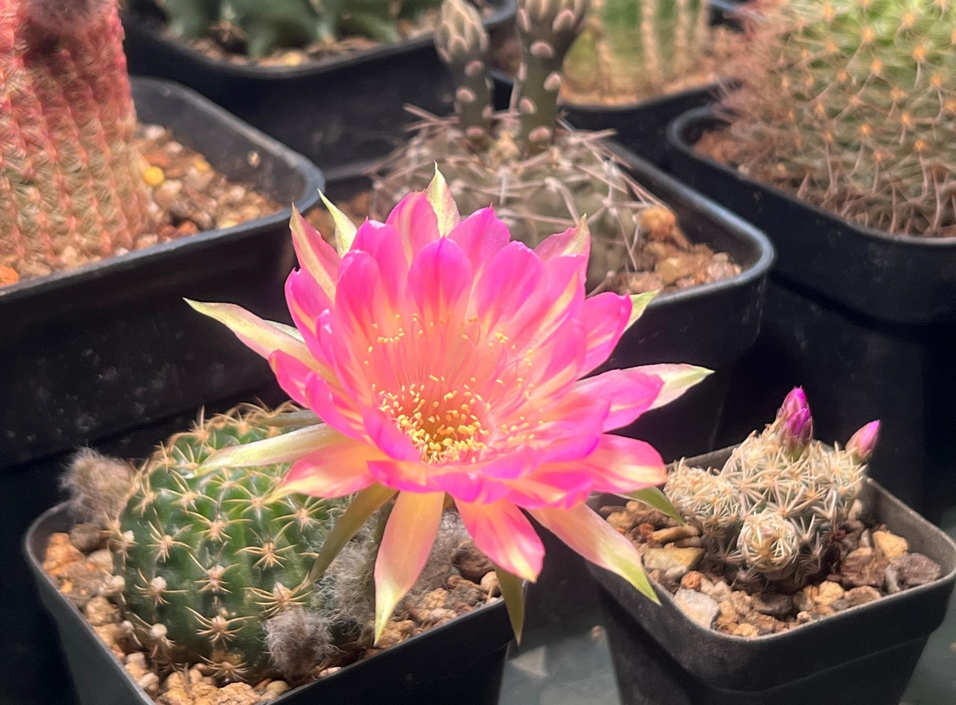 汤姆仙人球花图,汤姆丽花仙人球开花