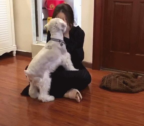 新人养狗首选什么狗,养狗首选这7种狗不贵又好养